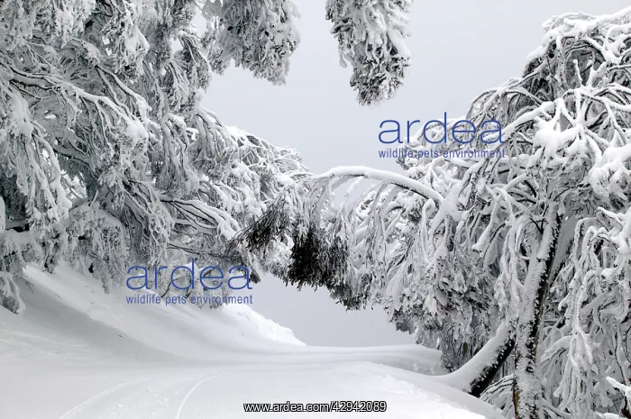 : Snow-covered road and trees, Mount Buller Alpine : Snow-covered road and trees, Mount Buller Alpine