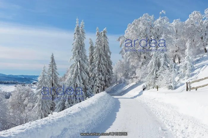  : Snow covered road in winter, Schauinsland, Black