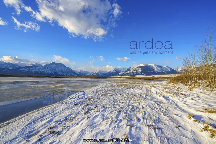  : The snow-covered shoreline of windswept Maskinonge Lake in Waterton Lakes National Park