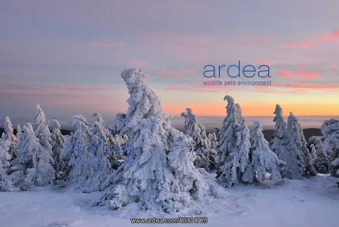 : Snow-covered spruces on the Brocken, afterglow : Snow-covered spruces on the Brocken, afterglow