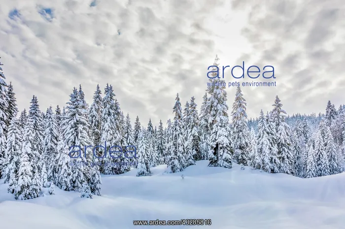 : Snow-covered spruces, Jura Mountains, Region Auvergne-Rh&, x1 : Snow-covered spruces, Jura Mountains, Region Auvergne-Rh&, x1