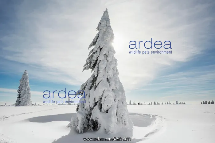 : Snow-covered Spruces (Picea) in winter, Feldberg : Snow-covered Spruces (Picea) in winter, Feldberg