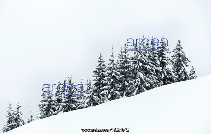: Snow-covered spruces in the snow, winter, Brixen : Snow-covered spruces in the snow, winter, Brixen