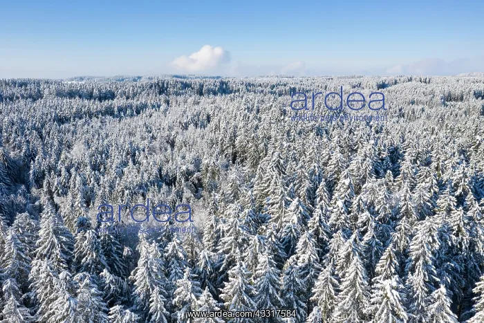 : Snow-covered spruces, spruce forest, drone shot : Snow-covered spruces, spruce forest, drone shot