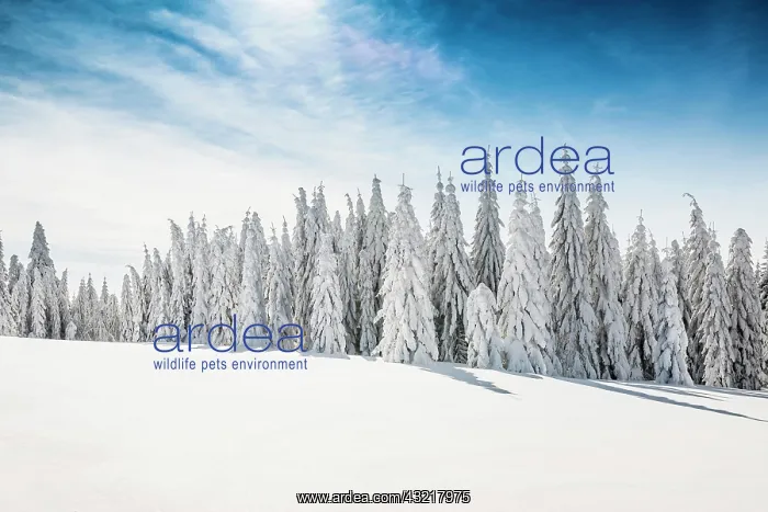 : Snow-covered spruces in sunshine, St&, x2296ede1;sen : Snow-covered spruces in sunshine, St&, x2296ede1;sen