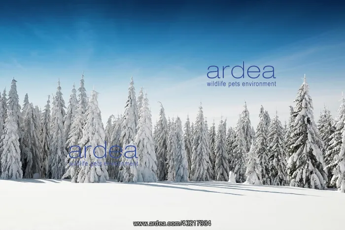 : Snow-covered spruces in sunshine, St&, x2296ede1;sen : Snow-covered spruces in sunshine, St&, x2296ede1;sen