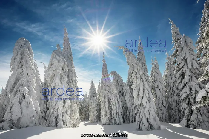 : Snow-covered spruces in sunshine, St&, x2296ede1;sen : Snow-covered spruces in sunshine, St&, x2296ede1;sen