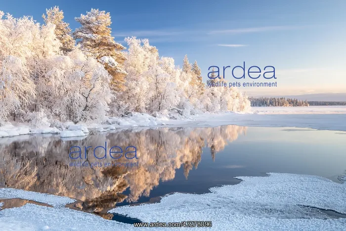 : Snow-covered trees reflected in a semi-frozen lake : Snow-covered trees reflected in a semi-frozen lake