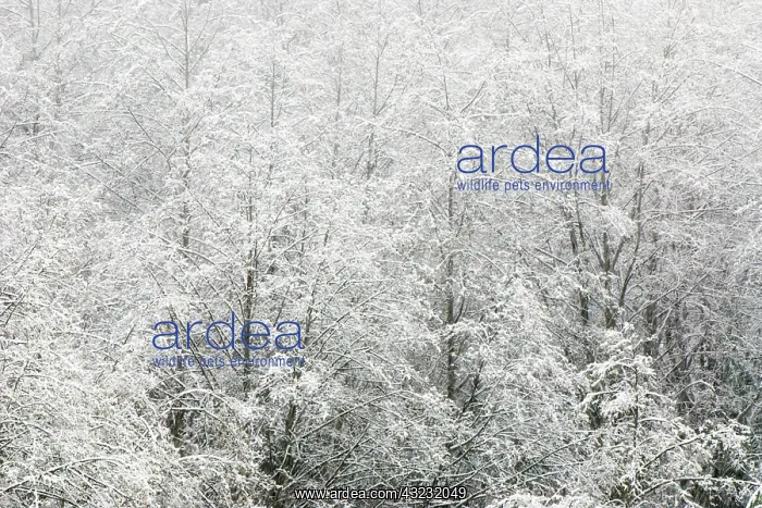  : Snow-covered trees, Stanley Park, British