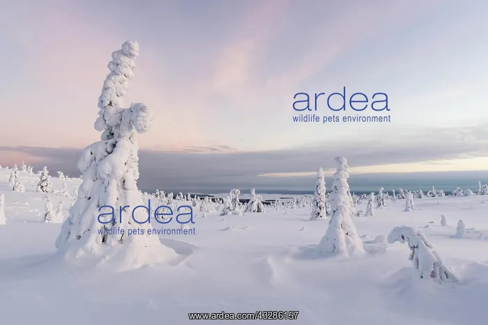 : Snow-covered trees, winter landscape, Riisitunturi : Snow-covered trees, winter landscape, Riisitunturi