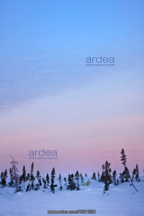 : Snow-covered tundra, Wapusk National Park : Snow-covered tundra, Wapusk National Park