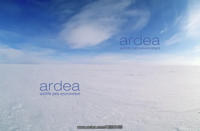 : Snow-covered tundra in winter : Snow-covered tundra in winter