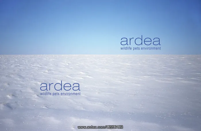 : Snow-covered tundra in winter : Snow-covered tundra in winter