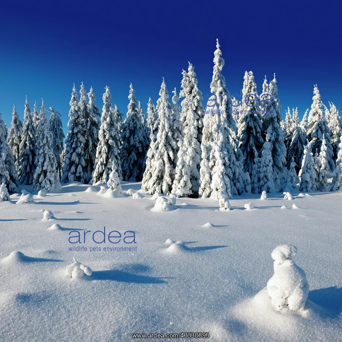 : Snow-covered unspoilt winter landscape, snow-covered : Snow-covered unspoilt winter landscape, snow-covered
