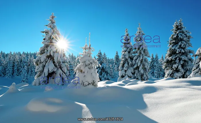 : Snow-covered untouched winter landscape, bright : Snow-covered untouched winter landscape, bright