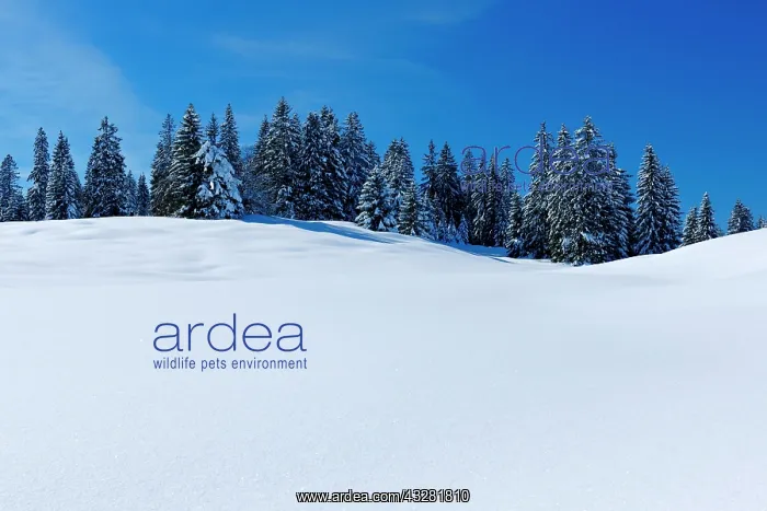 : Snow-covered untouched winter landscape with fir : Snow-covered untouched winter landscape with fir