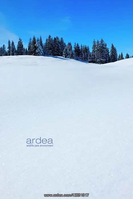 : Snow-covered untouched winter landscape with fir : Snow-covered untouched winter landscape with fir