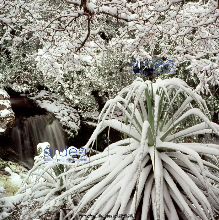 : Snow-covered vegetation, Cradle Mountain-Lake St : Snow-covered vegetation, Cradle Mountain-Lake St