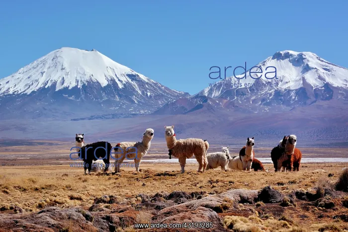: Snow-covered volcanoes Pomerape and Parinacota : Snow-covered volcanoes Pomerape and Parinacota