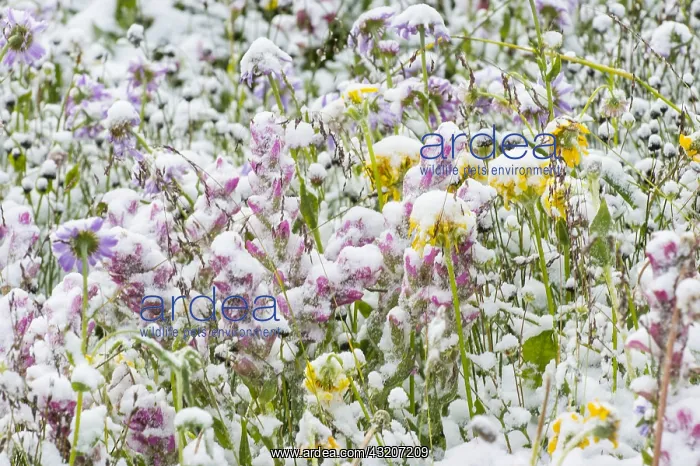 : Snow covered wildflowers--paintbrush, daisies / fleabane : Snow covered wildflowers--paintbrush, daisies / fleabane