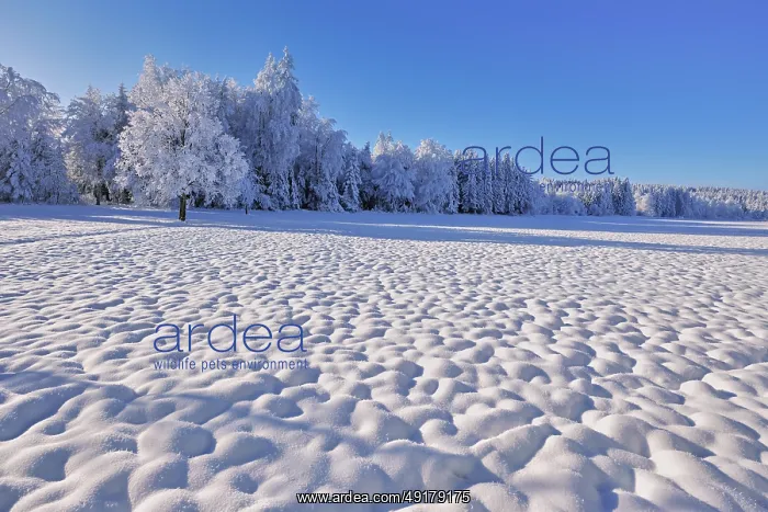 : Snow-covered winter forest, Horben : Snow-covered winter forest, Horben