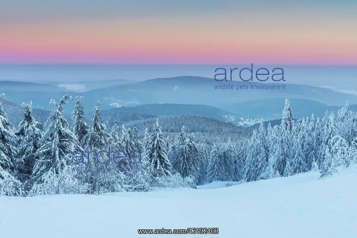: Snow Covered Winter Landscape at Dawn. Grosser Feldberg : Snow Covered Winter Landscape at Dawn. Grosser Feldberg