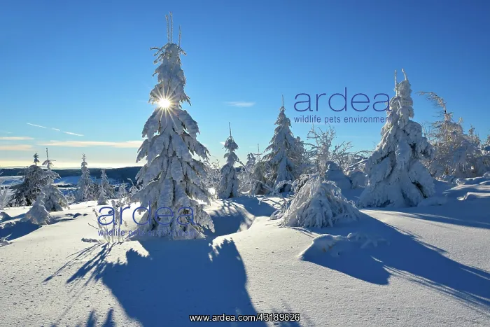 : Snow-covered winter landscape at Fichtelberg, bright : Snow-covered winter landscape at Fichtelberg, bright