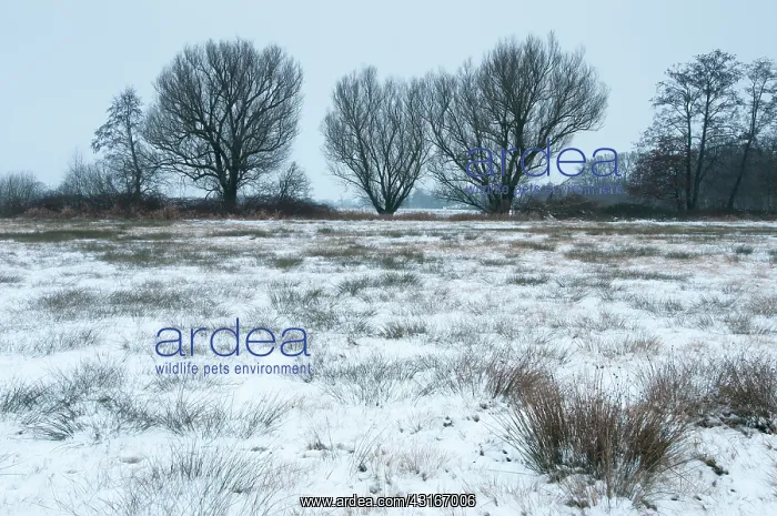 : Snow-covered winter landscape, The Netherlands : Snow-covered winter landscape, The Netherlands