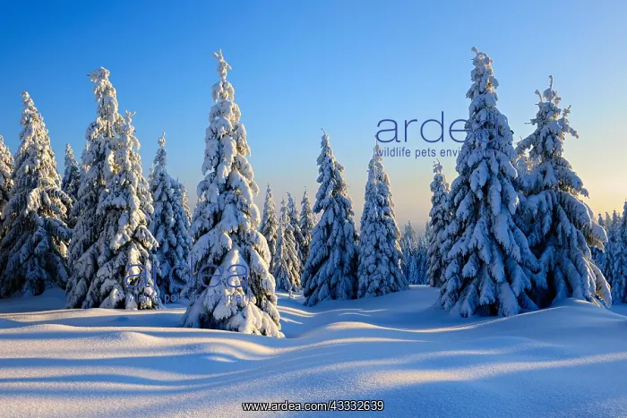 : Snow-covered winter landscape, snow-covered spruces : Snow-covered winter landscape, snow-covered spruces