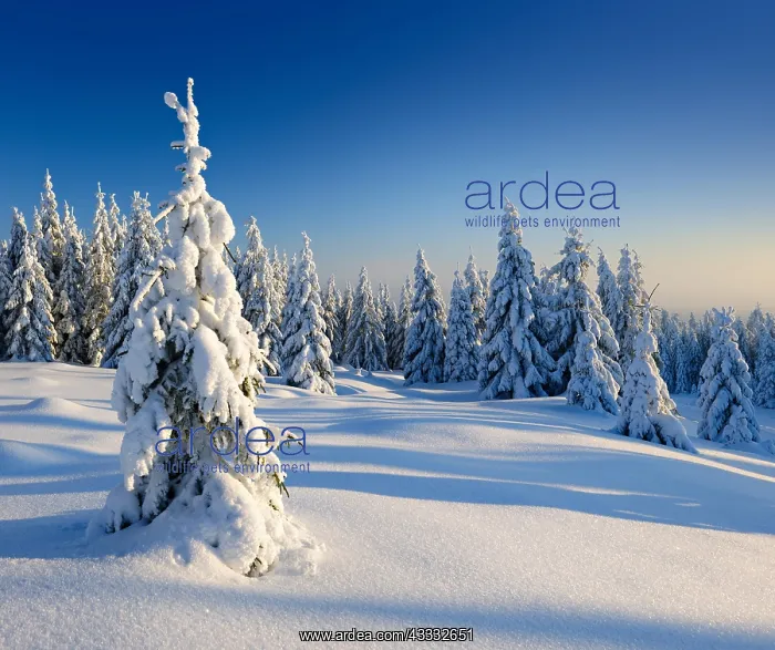 : Snow-covered winter landscape, snow-covered spruces : Snow-covered winter landscape, snow-covered spruces