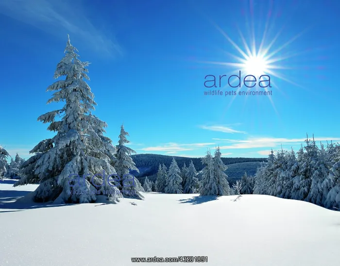 : Snow-covered winter landscape, spruces covered with : Snow-covered winter landscape, spruces covered with