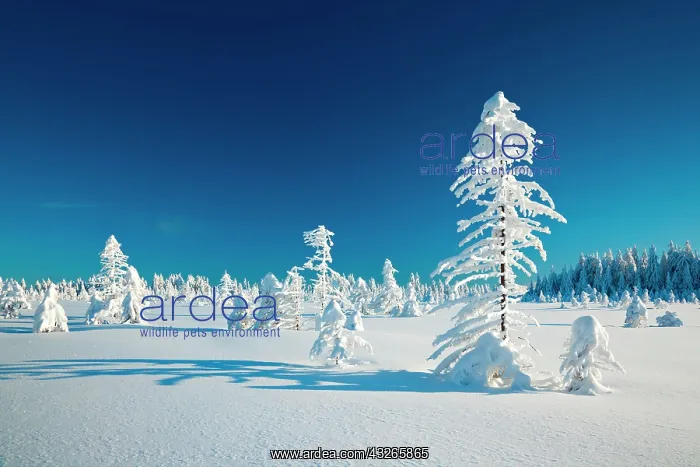 : Snow-covered winter landscape, spruces (Picea abies) : Snow-covered winter landscape, spruces (Picea abies)