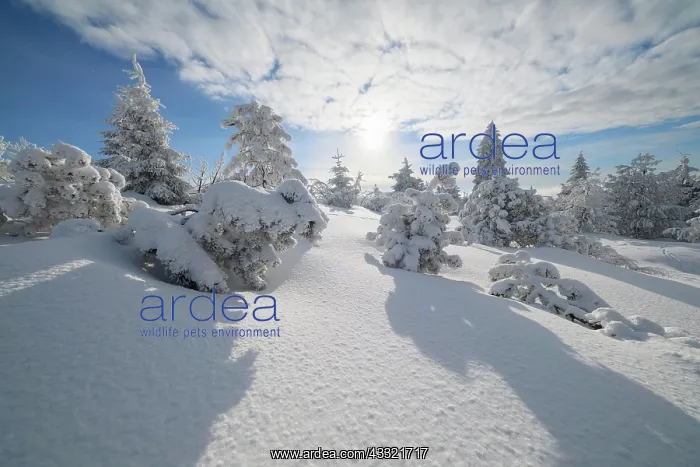 : Snow covered winter landscape with sun, Mount Fichtelberg : Snow covered winter landscape with sun, Mount Fichtelberg