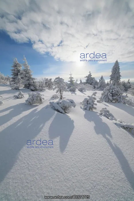: Snow covered winter landscape with sun, Mount Fichtelberg : Snow covered winter landscape with sun, Mount Fichtelberg