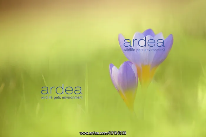 : Snow crocus, Crocus chrysanthus Blue Pearl, Side : Snow crocus, Crocus chrysanthus Blue Pearl, Side