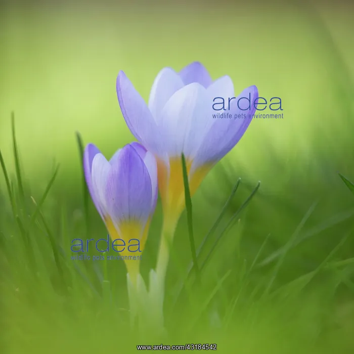 : Snow crocus, Crocus chrysanthus Blue Pearl, Side : Snow crocus, Crocus chrysanthus Blue Pearl, Side