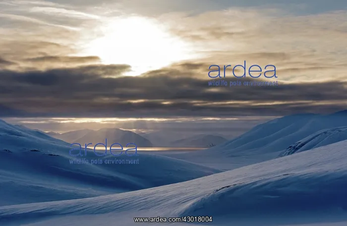  : Snow Dunes at dusk