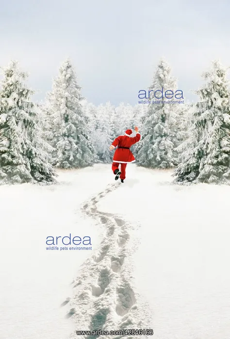 : Snow - Father Christmas making footprints in winter : Snow - Father Christmas making footprints in winter