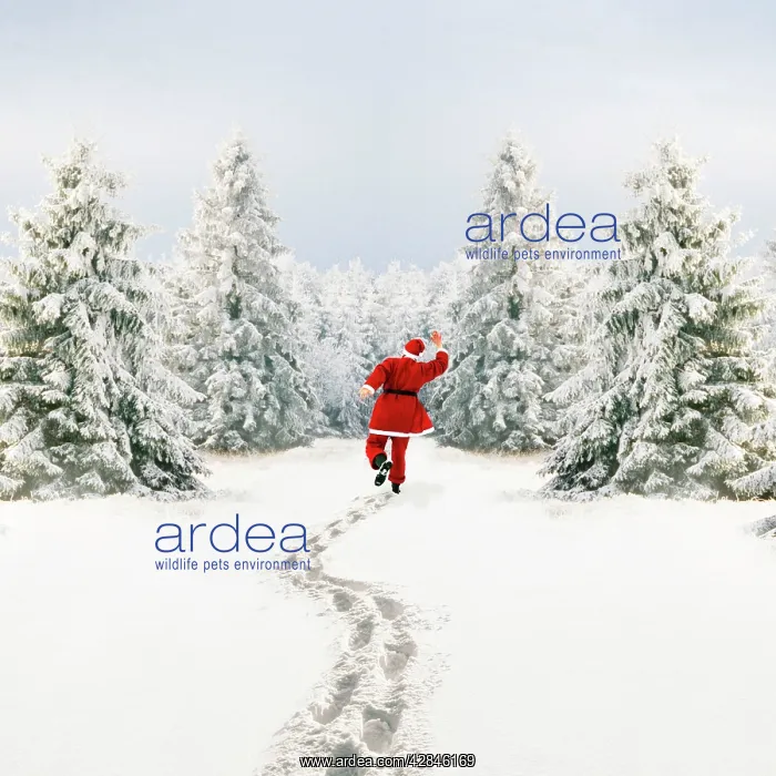 : Snow - Father Christmas making footprints in winter : Snow - Father Christmas making footprints in winter