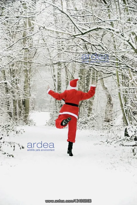  : Snow - Father Christmas in snow covered tree lined lane