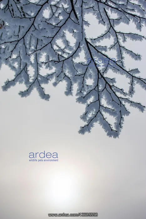 : Snow and frost covered trees in January. Winter : Snow and frost covered trees in January. Winter