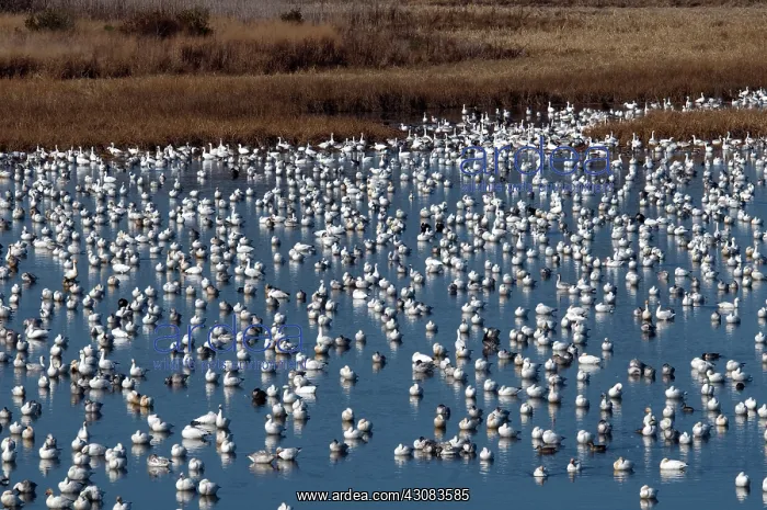 : Snow Geese : Snow Geese