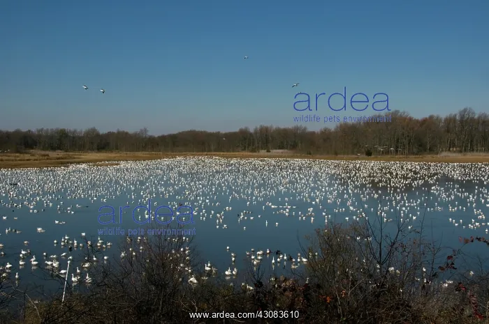 : Snow Geese : Snow Geese