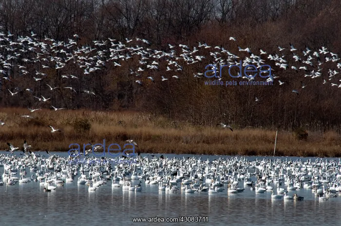 : Snow Geese : Snow Geese
