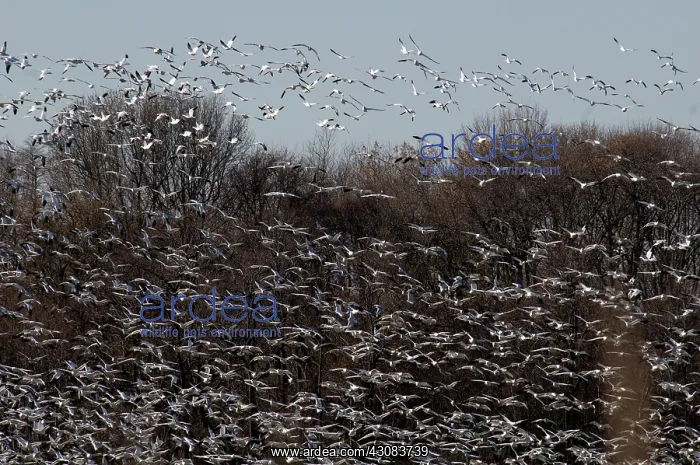 : Snow Geese : Snow Geese