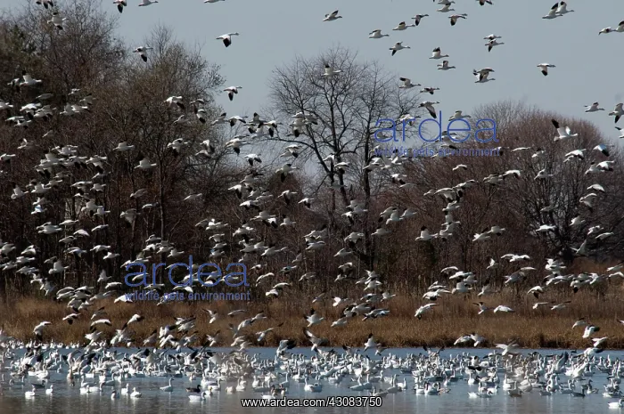 : Snow Geese : Snow Geese