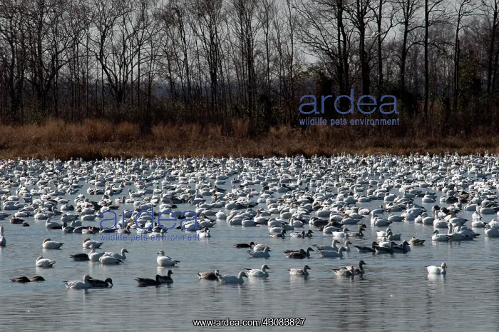 : Snow Geese : Snow Geese