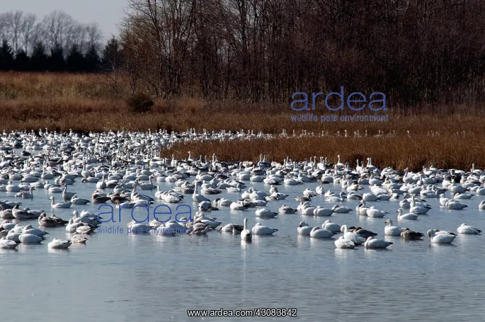 : Snow Geese : Snow Geese