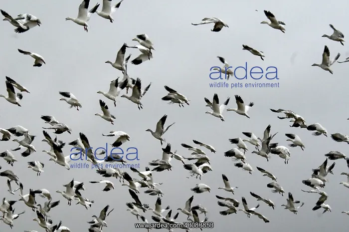 : Snow Geese : Snow Geese