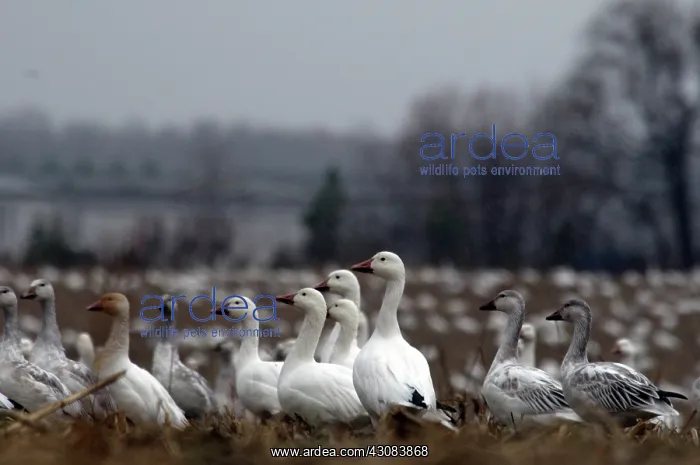 : Snow Geese : Snow Geese